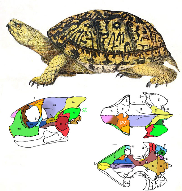 Terrapene skull and lateral view