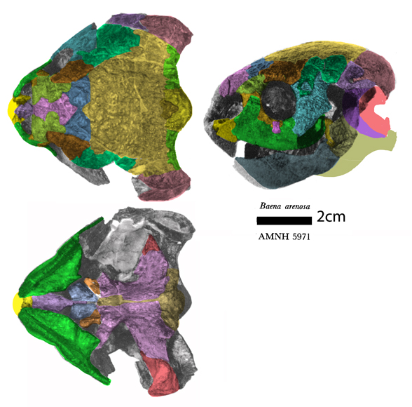 Baena skull