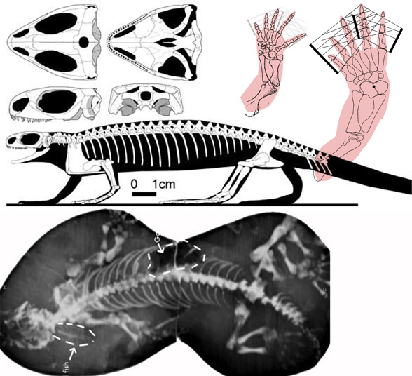 Barasaurus