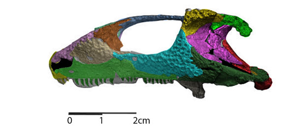 Bashkyroleter skull lateral