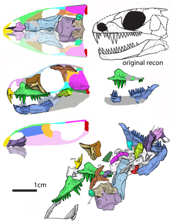 Carbonodraco