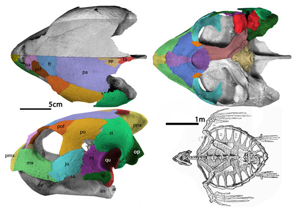 Caretta skull