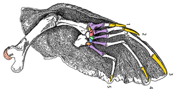 Carettochelys manus