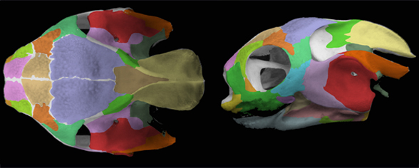 Carettochelys skull