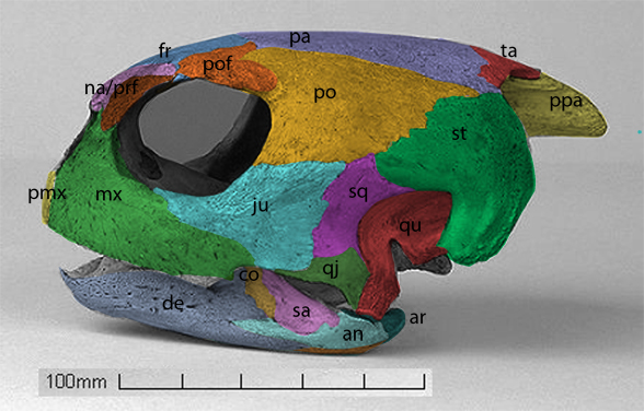 Chelonia skull