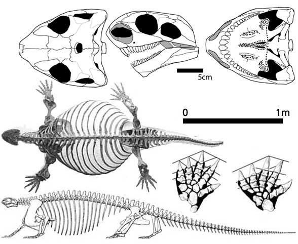 Cotylorhynchus