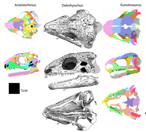 Delorhynchus and Eunotosaurus