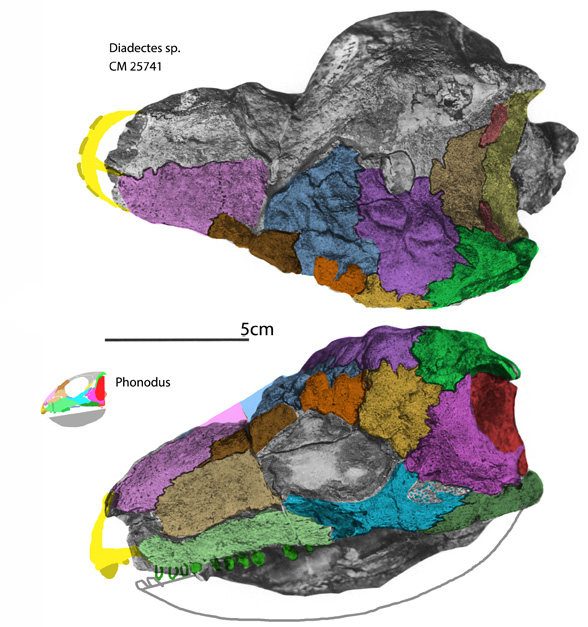 Diadectes CM25741