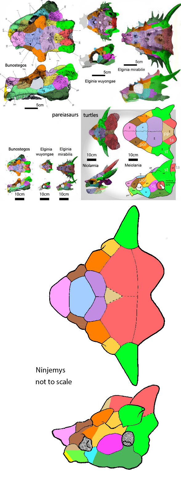 Elginia compared to basal turtle skulls