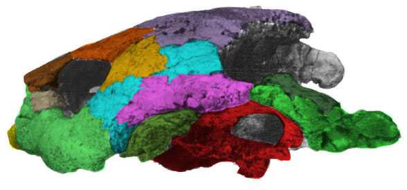 Foxemys mechinorum skull lateral view