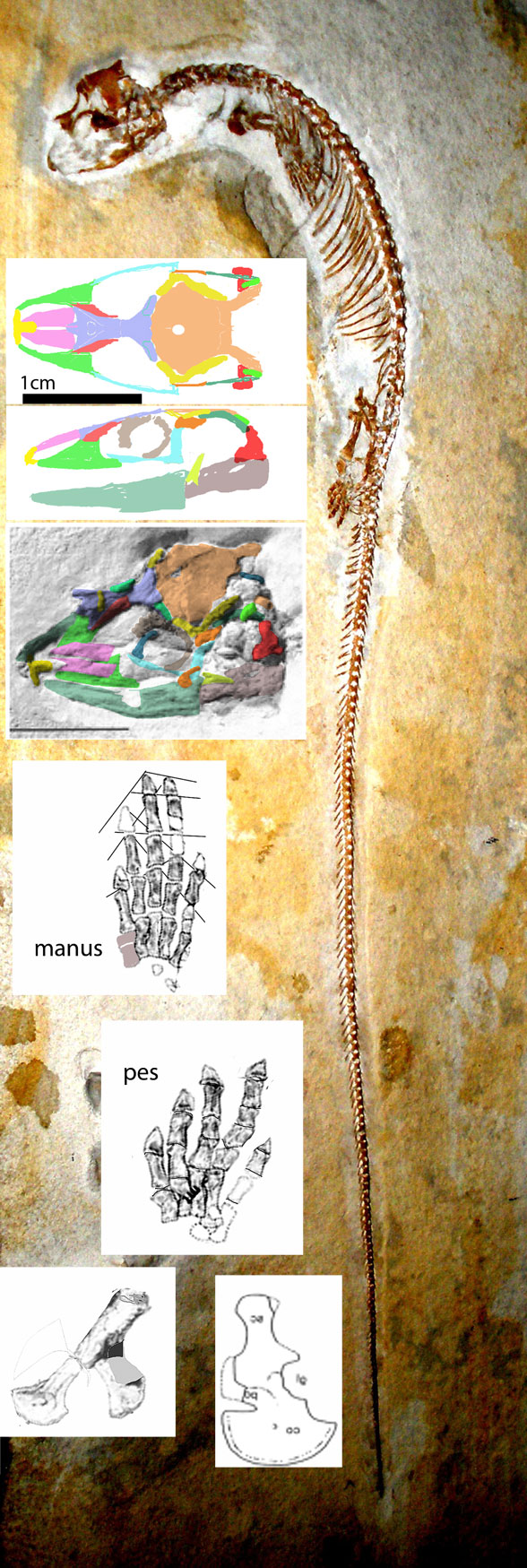 Aphanizocnemus