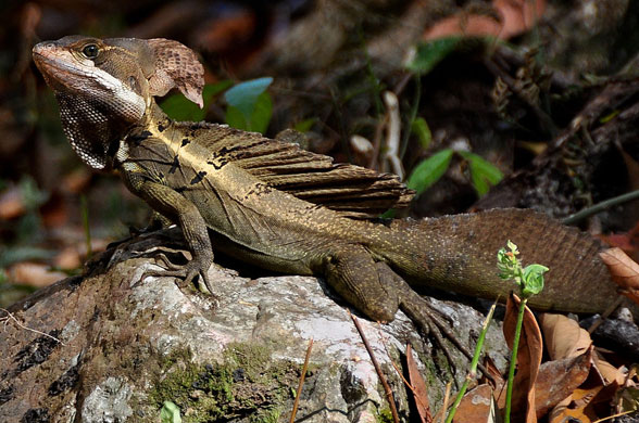 Basiliscus in vivo