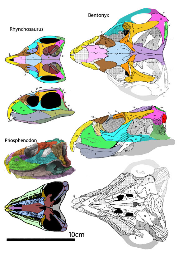 Bentonyx and Rhynchosaurus