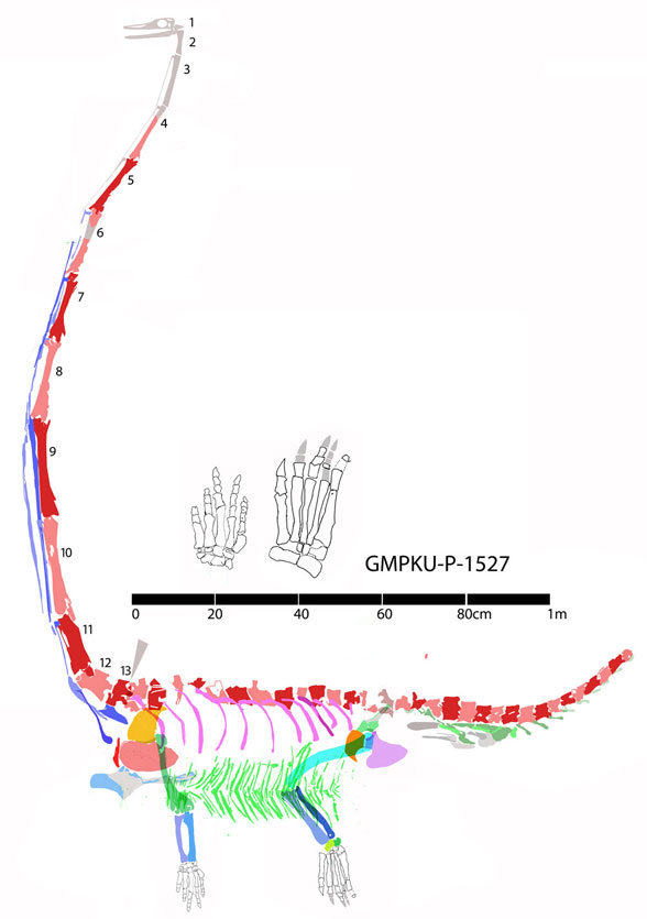 Tanystropheus from China