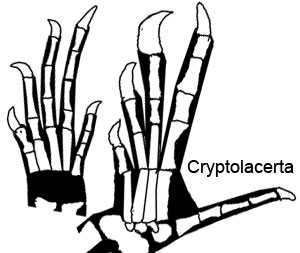 Cryptolacerta manus and pes