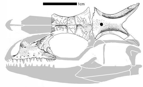 Dorsetisaurus