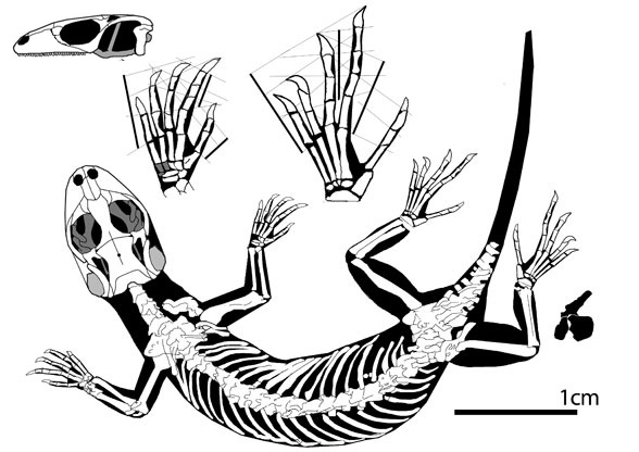 Eichstaettisaurus