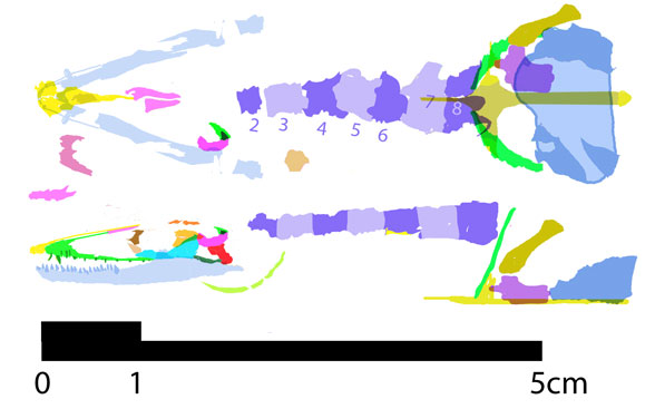 Feralisaurus recon