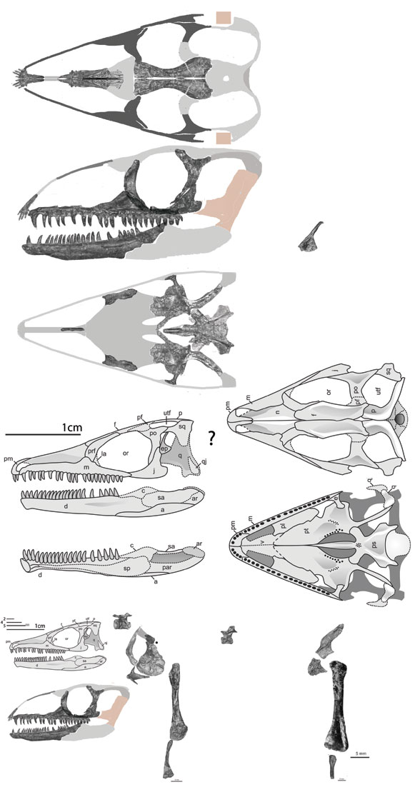 Fraxinisaura