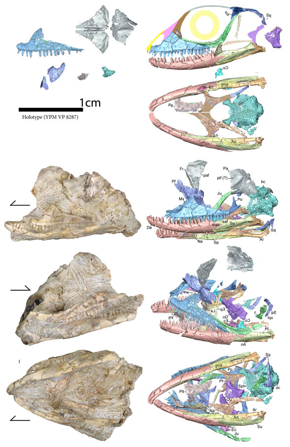 Kopidosaurus perplexus