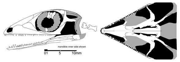 Lanthanolania