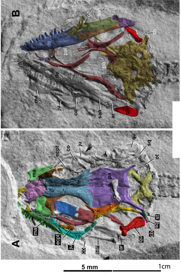 Moqisaurus skull