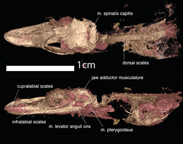 Not Oculudentavis