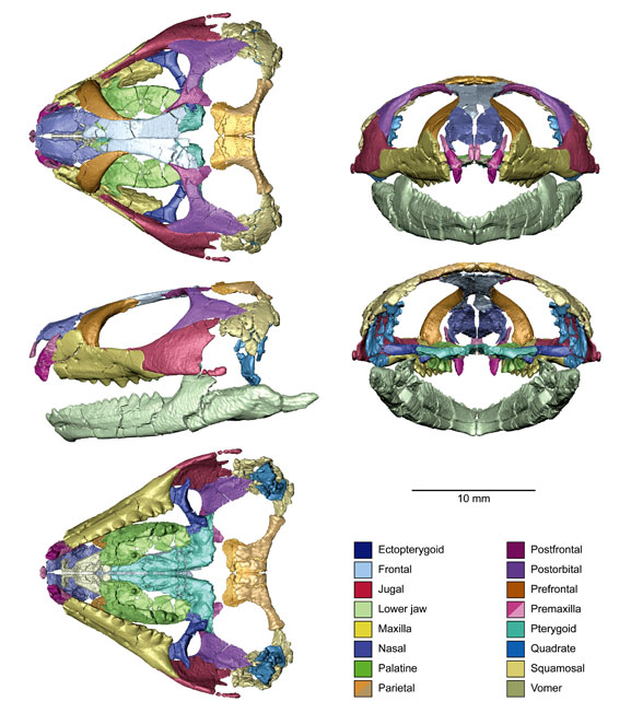 Opisthiamimus skull