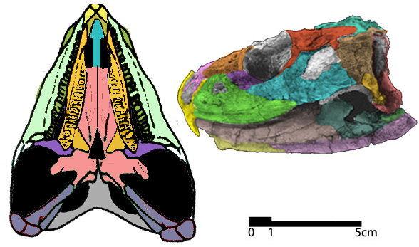 Priosphenodon