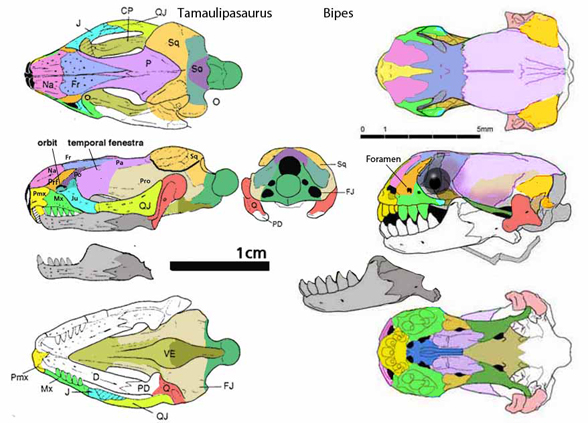 Tamaulipasaurus and Bipes