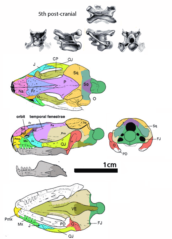 Tamaulipasaurus