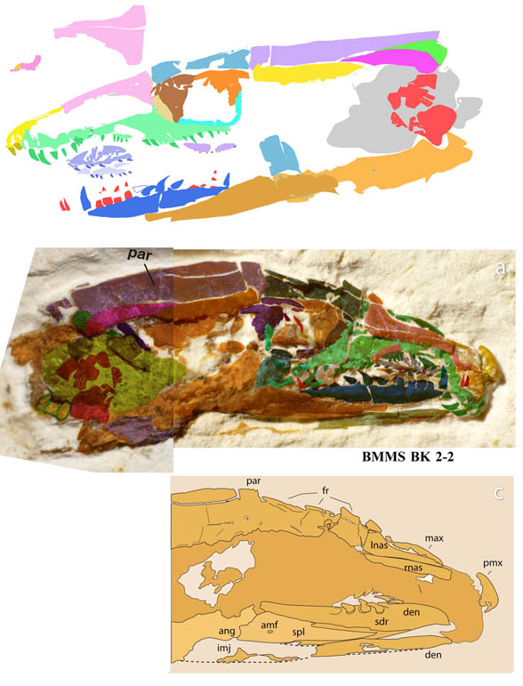 Tetrapodophis skull