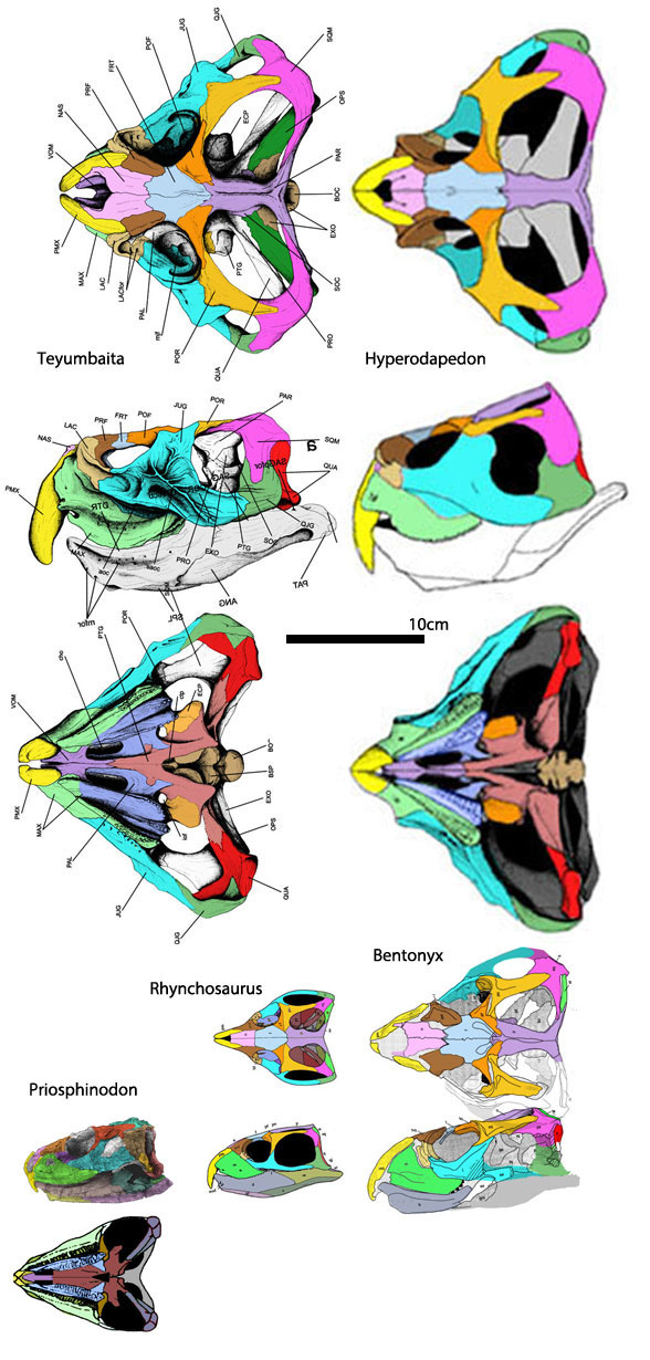 Teyumbaita and Hyperodapedon