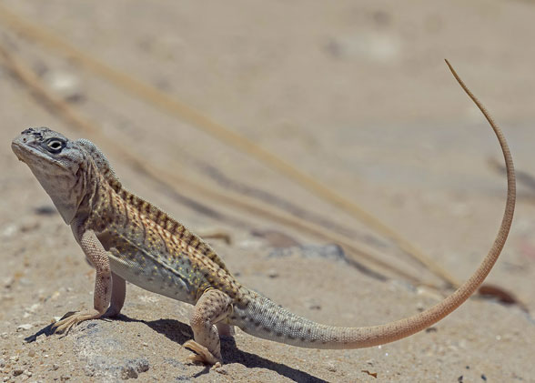 Chalarodon madagascariensis in vivo