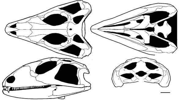 Tianyusaurus