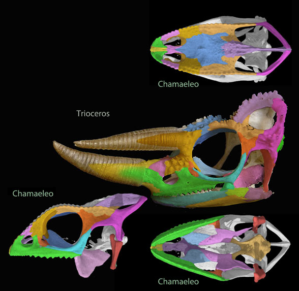 Trioceros skull