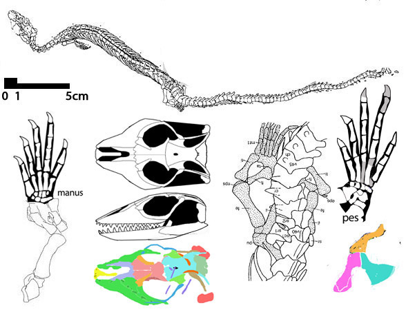 Adriosaurus