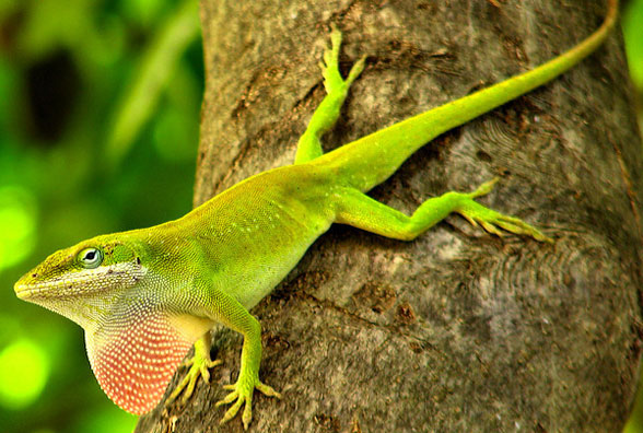 Anolis in vivo