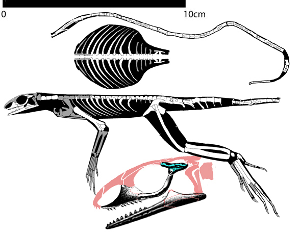 Bavarisaurus