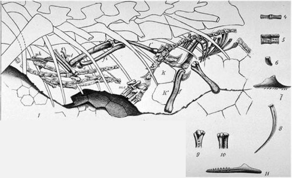 Bavarisaurus in situ