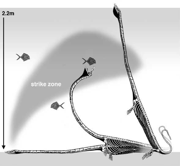 Dinocephalosaurus underwater feeding and breathing