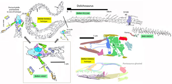 Dolichosaurus