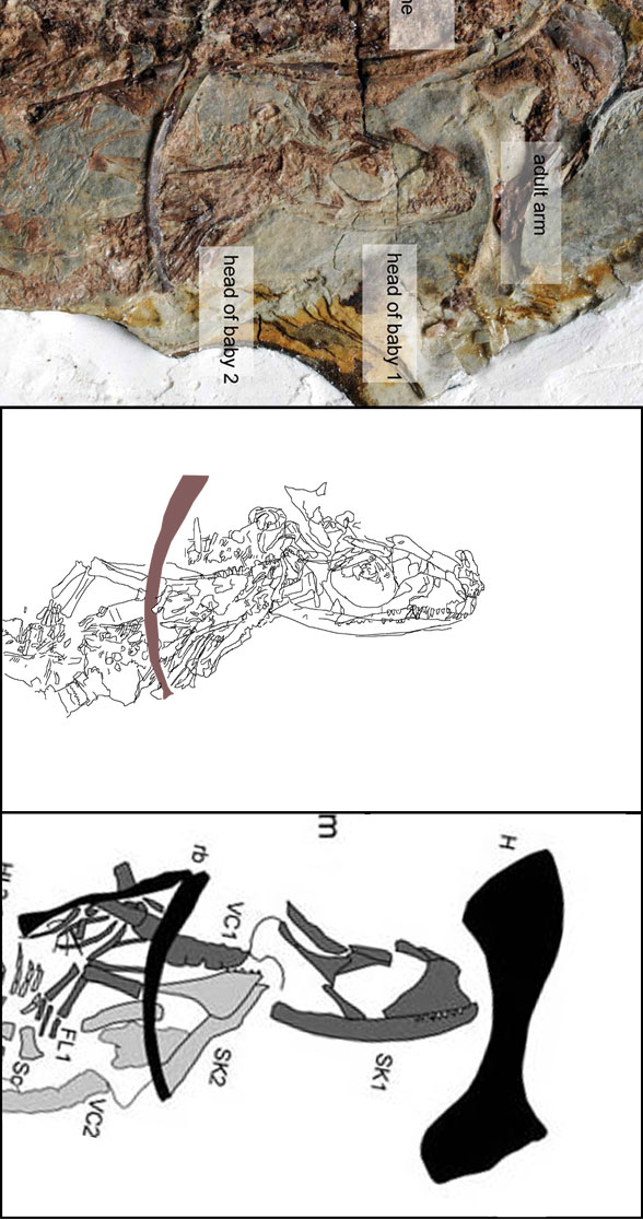 Juvenile Yabeinosaurus