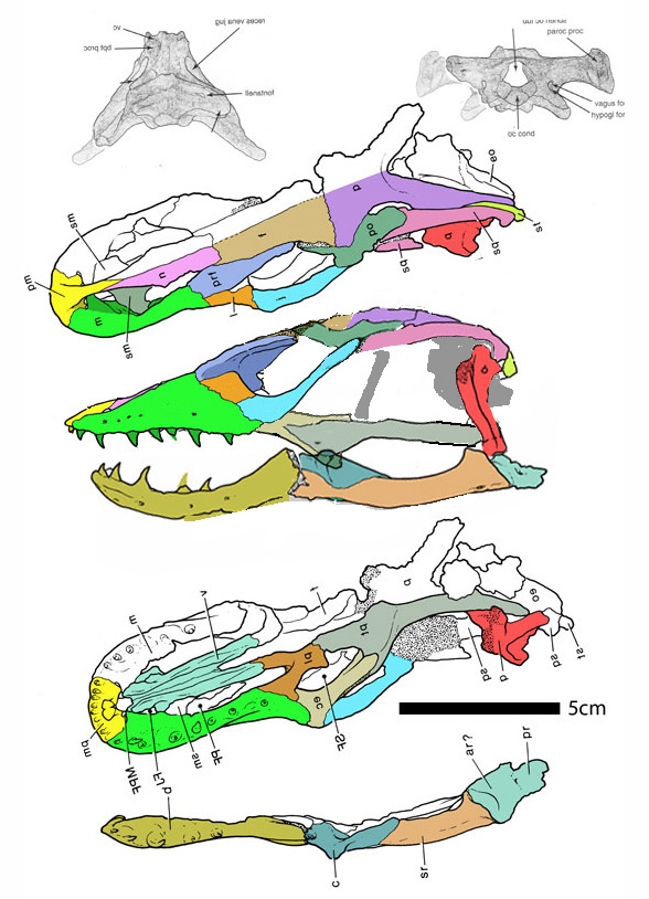 Estesia skull