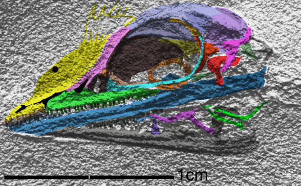 Cosesaurus skull insitu