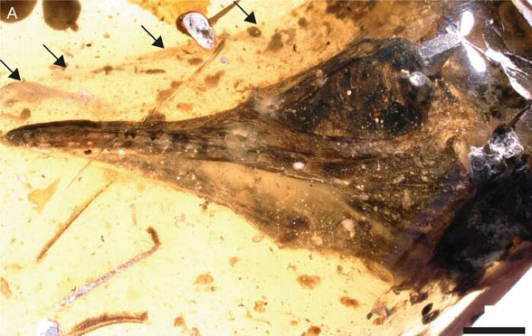 Ouludentavis in situ