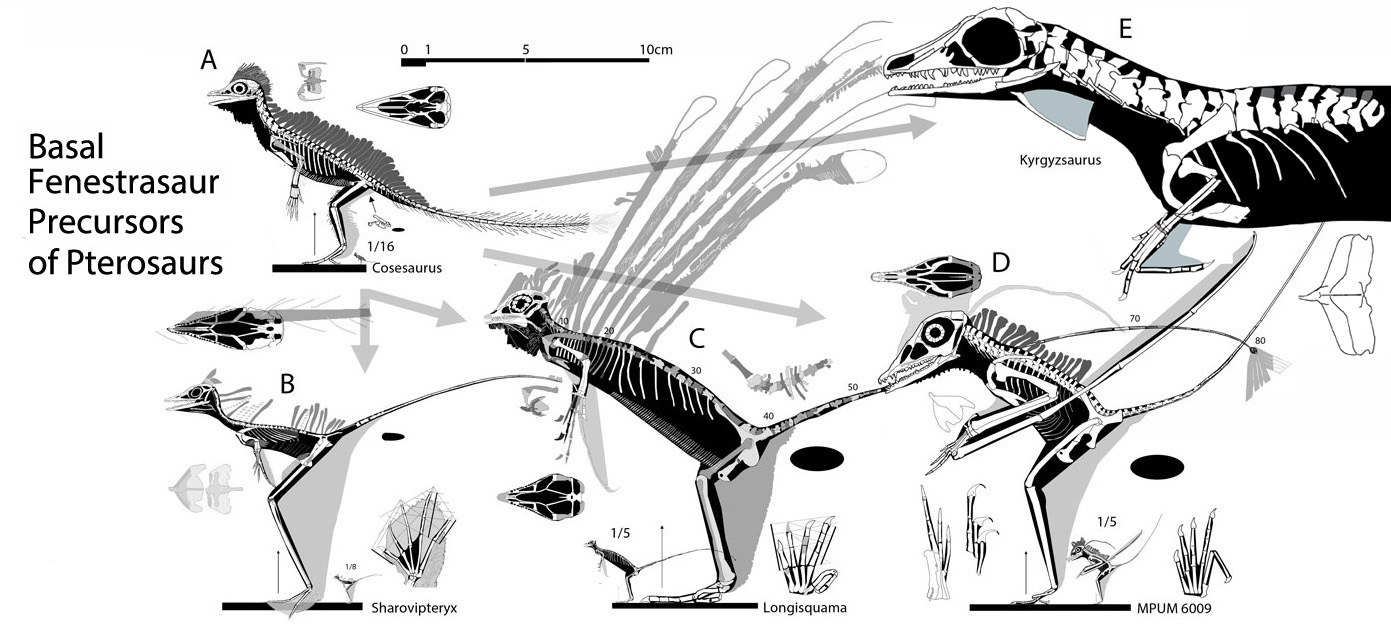 Pterosaur precursors