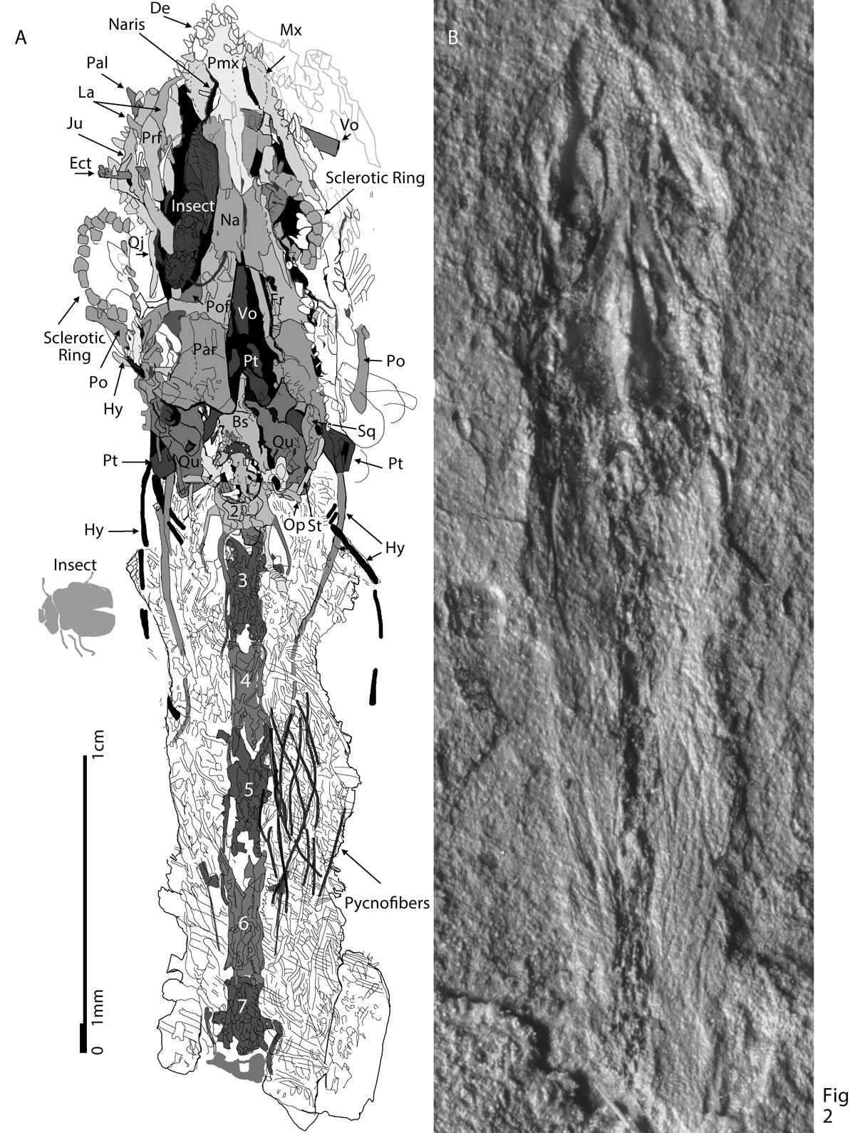 Sharovipteryx neck 