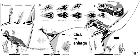 Sharovipteryx sister taxa