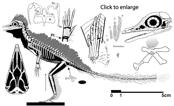 Cosesaurus